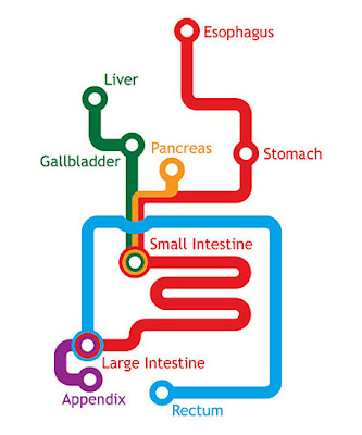 human digestive system diagram. human digestive system diagram