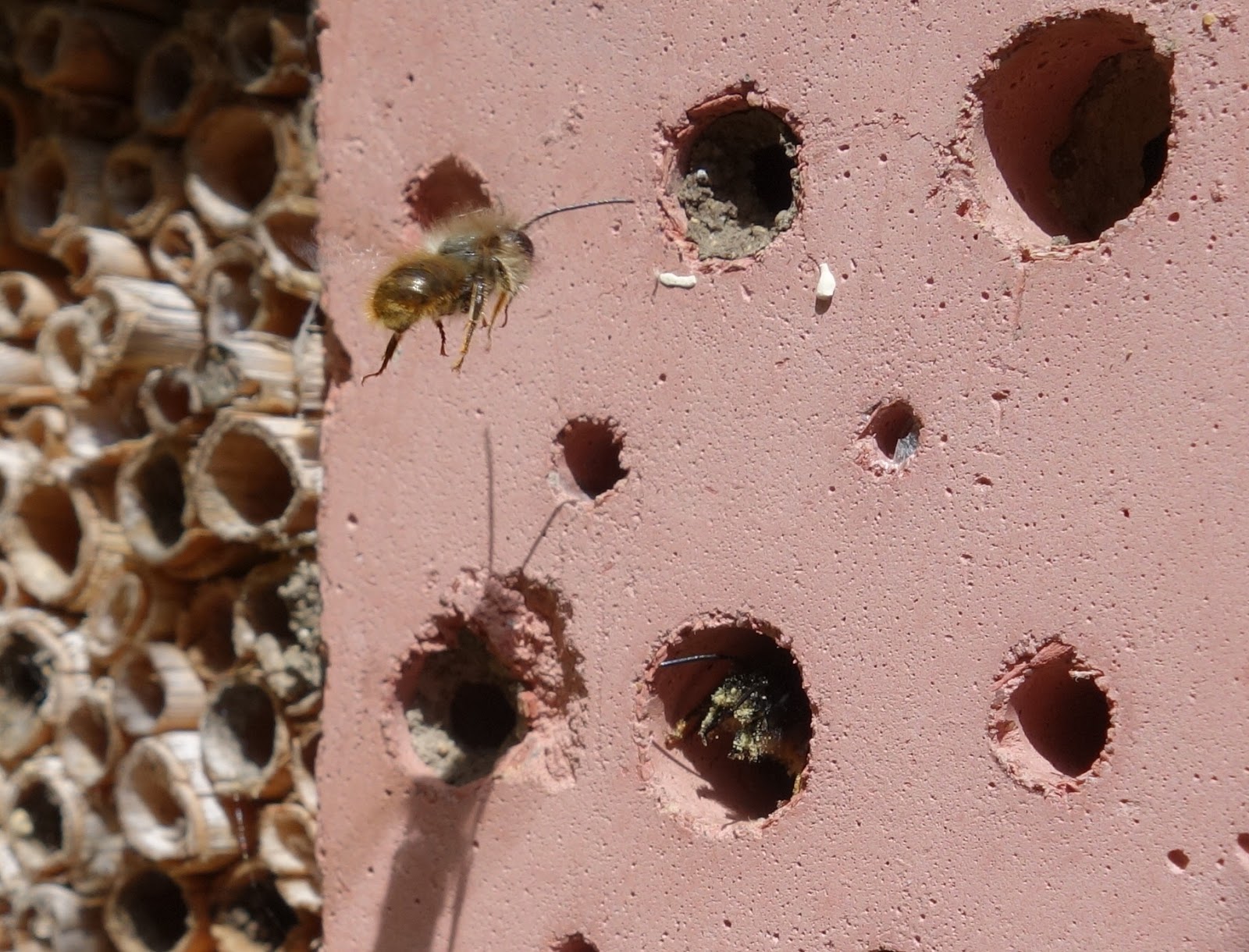 Mason Bees