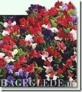 Erteblomst-Little-Sweethart_full_plant