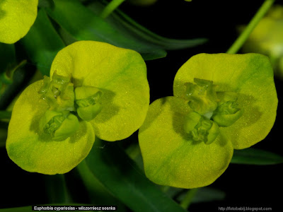 Euphorbia cyparissias - Wilczomlecz sosnka