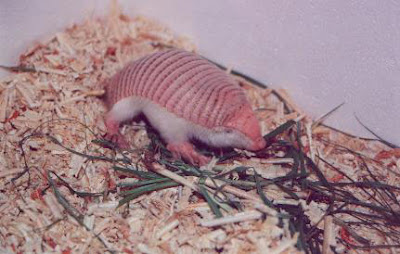 animales-raros-armadillo-rosado