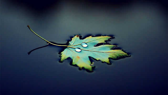 Leaf On Water HD Wallpapwr