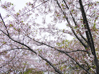 桜之宮公園の桜並木（お花見ウォーキング）