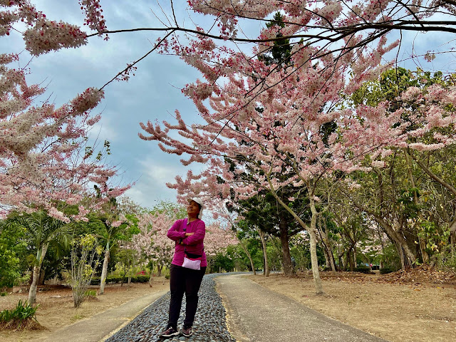 竹崎公園花旗木