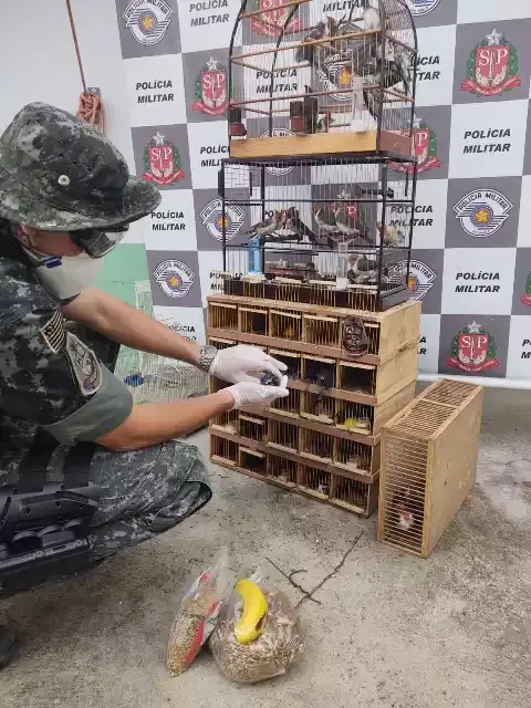 Polícia Ambiental autua infrator por manter pássaros em situação de maus tratos e transporte irregular