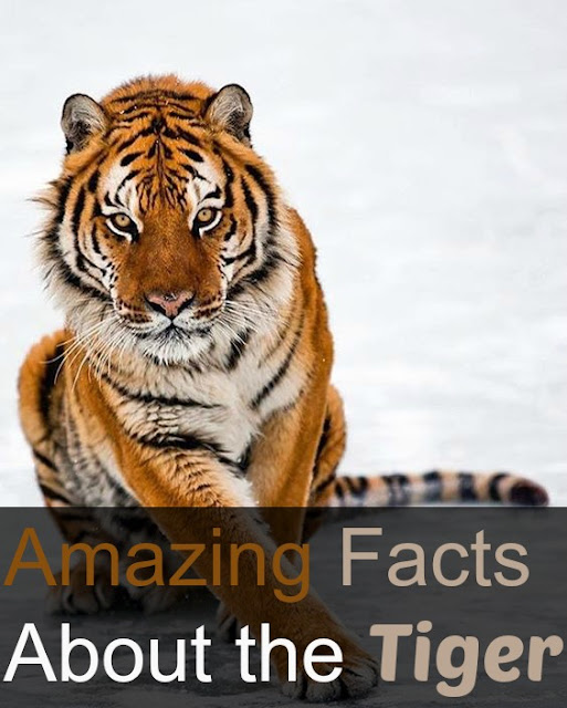 Amazing Facts About the Tiger