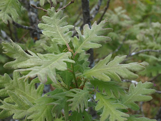 Roble melojo (Quercus pyrenaica)