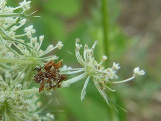 Synchlora aerata