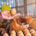 "Pode faltar ovo no mercado brasileiro", diz produtor sobre possível efeito da alta no preço dos insumos