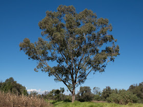 camphor-tree-pto-club