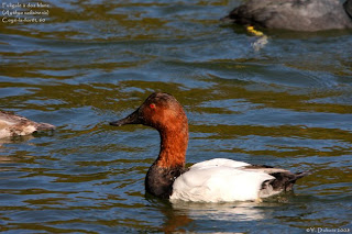 Porrón coacoxtle Aythya valisineria