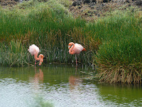 Flamingo Lake, Isabela Island, Galapagos