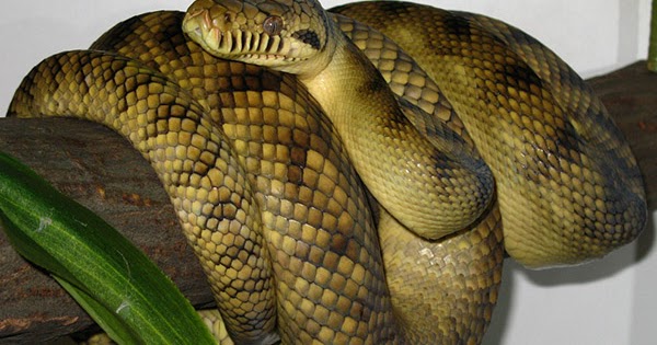 Tiga spesies ular terbesar di dunia | Lieby News