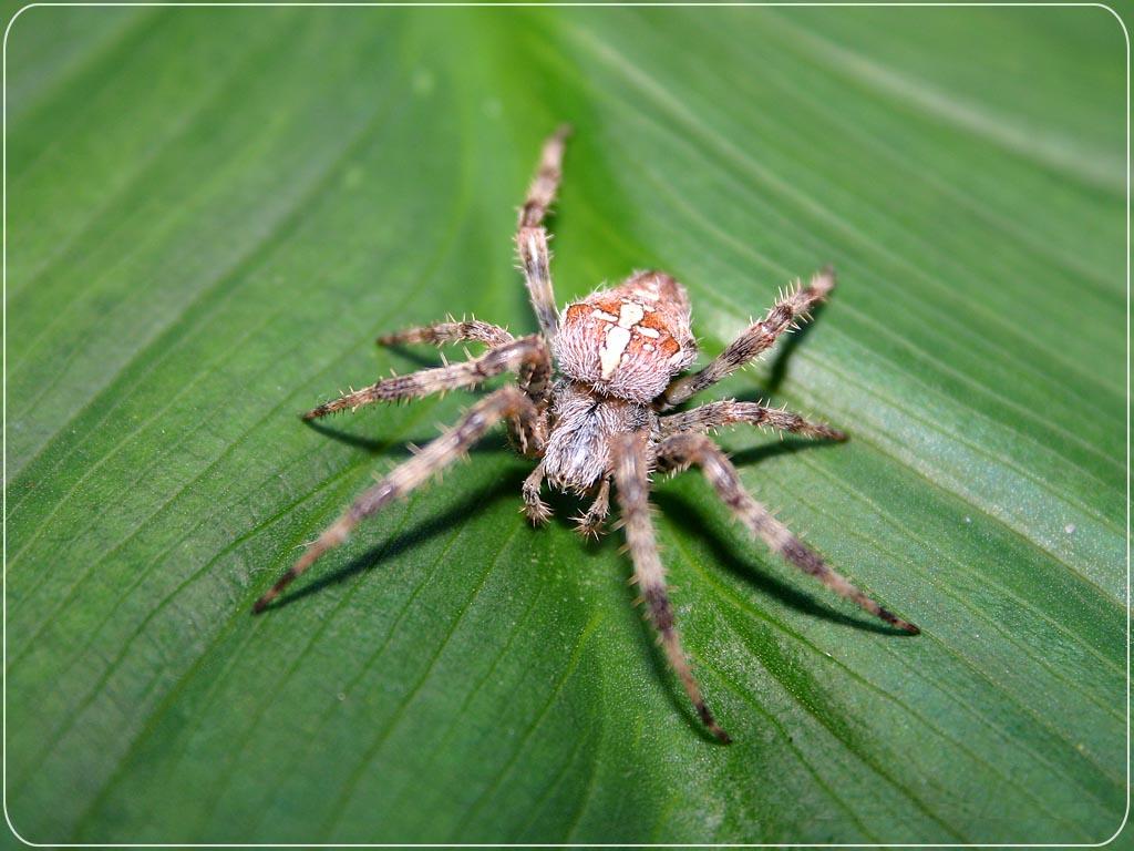 Barn Spider Wallpapers Fun Animals Wiki Videos HD Wallpapers Download Free Map Images Wallpaper [wallpaper684.blogspot.com]