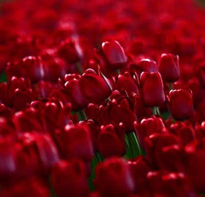 flowers-red