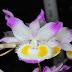  Dendrobium devonianum - Hoàng thảo phương dung