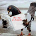 Bird attacks a world-wide phenomenon