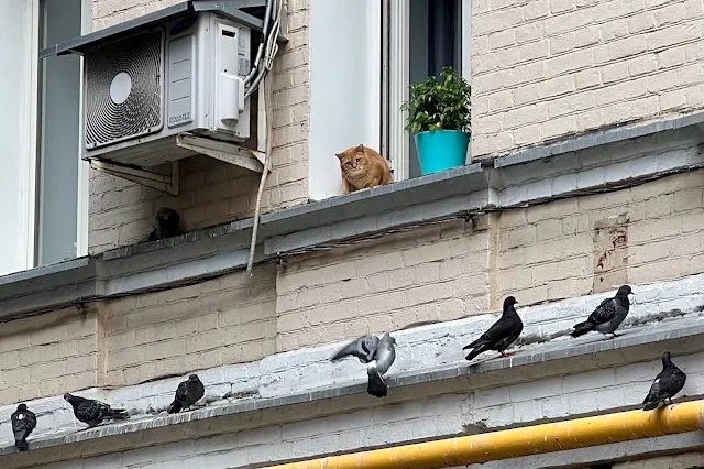 улица Петровка, дворы, кот, голуби
