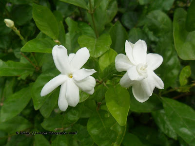 Beli, Arabian jasmine, Jasminum sambac