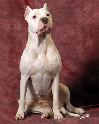 dogo argentino breeders in california. Showcases argentina dogo