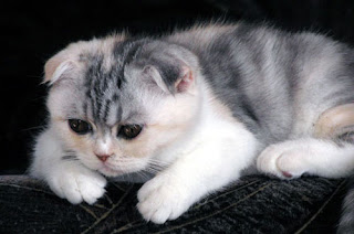 scottish fold cat pussy kotka macka kocka gato katze macska huisdieren animaux de compagnie Haustiere animales domesticos husdjur Evcil Hayvan anifeiliaid anwes domace zvali augintiniai peatai bet kay lemmikit mga alagang hayop domaci zvirata kucni ljubimci domestics maskotak