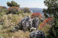 Euforbia tra le rocce