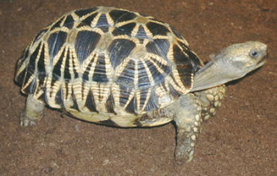 endangered asiatic Tortoise Geochelone