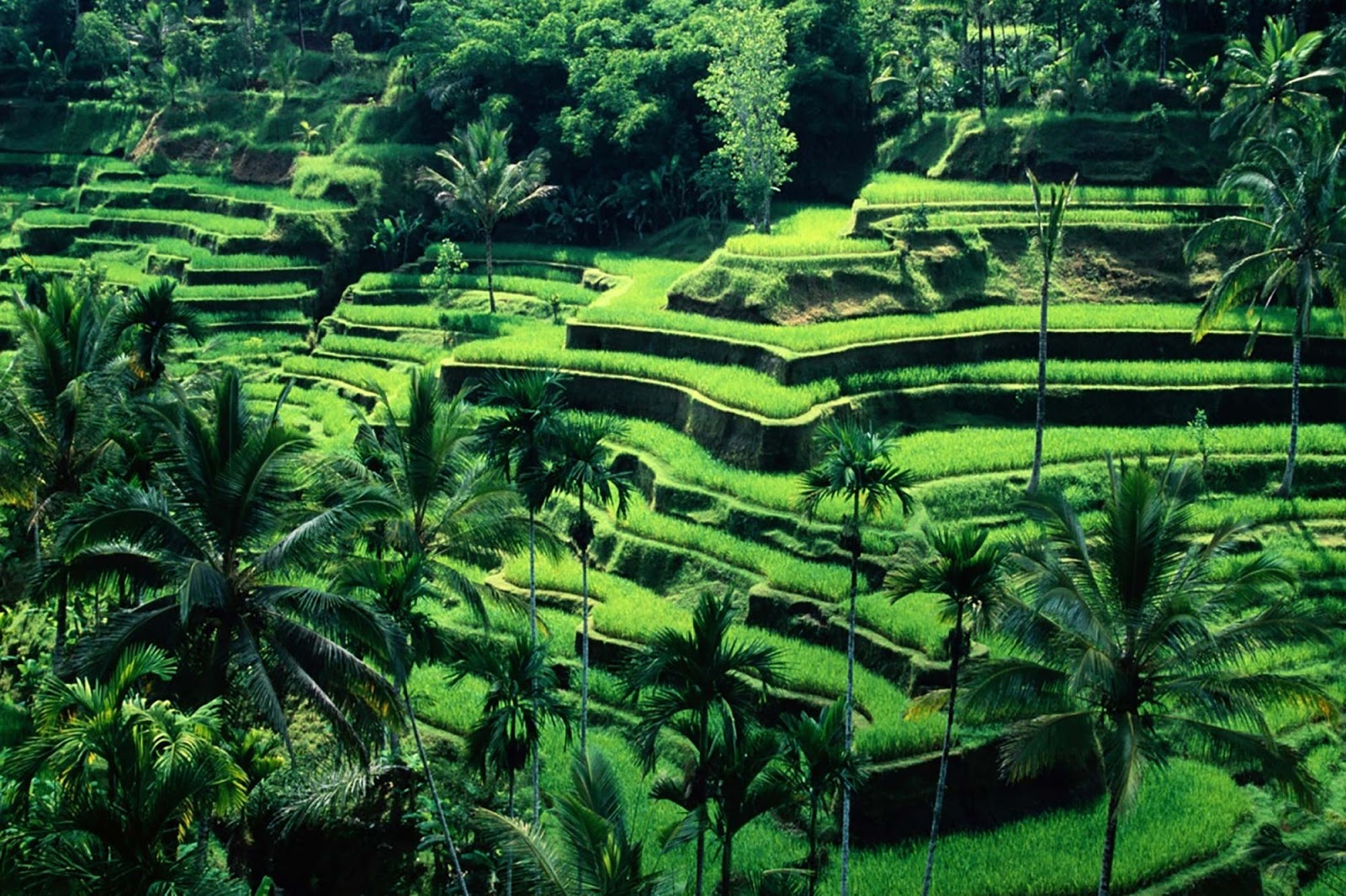 5 Tempat  Romatis Di  Bali  Yang  Murah Sangat Cocok  Untuk  