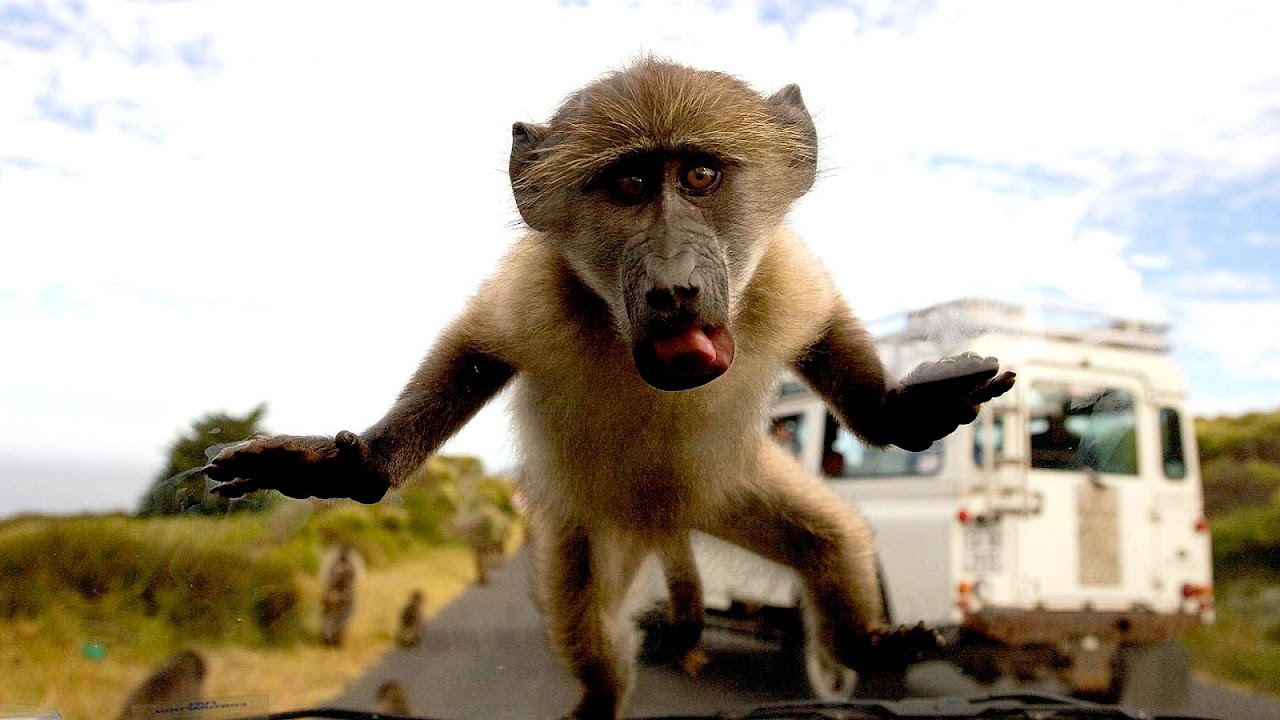 Are Baboons Endangered