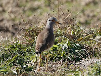 Vanellus cinereus