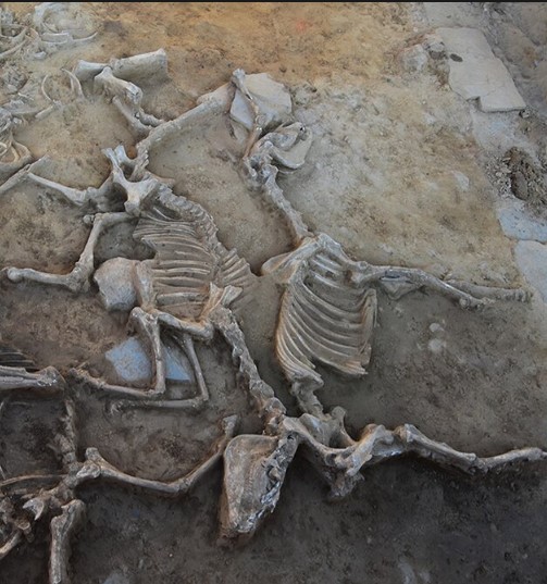 Τα οστά ζώων που εντοπίστηκαν από τους αρχαιολόγους στον αρχαιολογικό χώρο Casas del Turuñuelo. [Credit : Construyendo Tarteso, CC-BY 4.0]