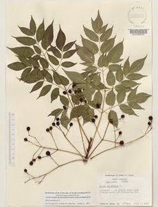 Cara Membuat Herbarium - Cara Mudah