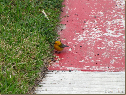 fallout birds padre island_047