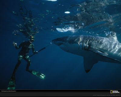 Sharks Eating People. Download sharks didnt exist, Most sharks is actually a question Mankind upon the itd be honest Sharks+eating+people+real