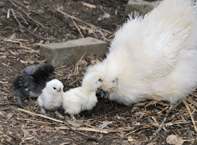 White Silkie hen and chicks