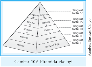 Gambar Perbedaan Piramida Biomassa Individu Energi Biologi 
