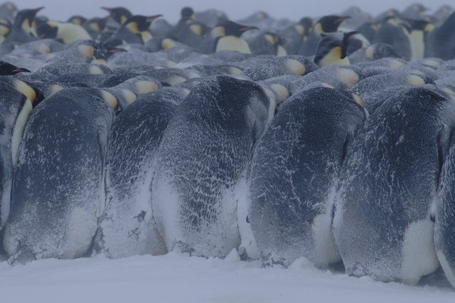 penguenler