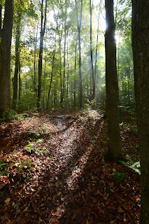 Sunlight in the forest.