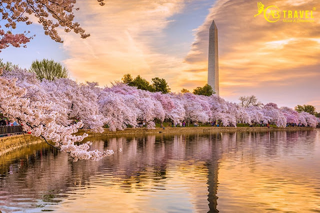 Trải nghiệm tuyệt vời khám phá mùa hoa Anh Đào ở Washington, D.C