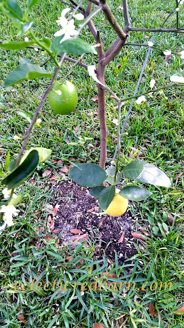 Lime Tree. Share NOW. #fruittree #eclecticredbarn #limes