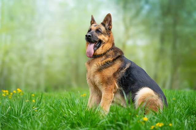 Big German Shepherd: Temperament, History & Origin  (with Pictures)