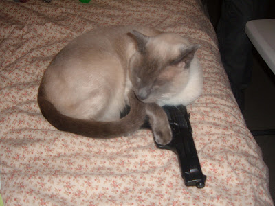 pictures of cats with guns. More Cats With Guns