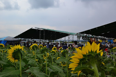 Tsunan Sunflower Field