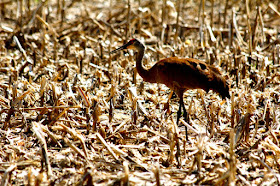 sandhill crane in corn stubble