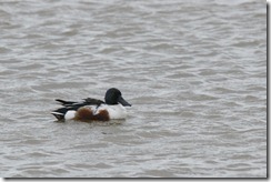 Shoveler
