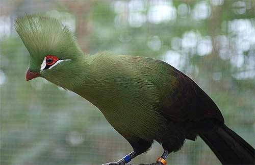 livingstone turaco