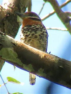 Spotted Puffbirds