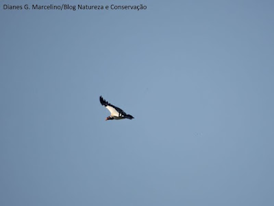 Urubu rei, sarcoramphus papa, ameaçado de extinção, apa do lago de palmas, apa do lago, aves ameaçadas de extinção, aves do tocantins, desmatamento, dissertação de mestrado, aves ameaçadas, birds, passaros, aves do brasil, birding, tocantins, nature, ciência, icmbio