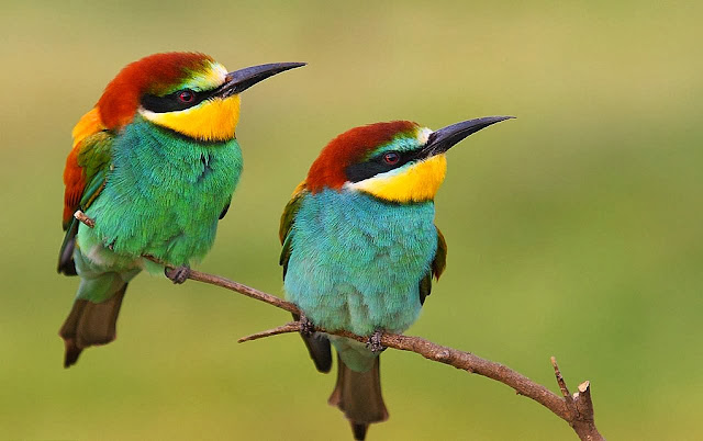 Beautiful Birds HD Wallpaper Free