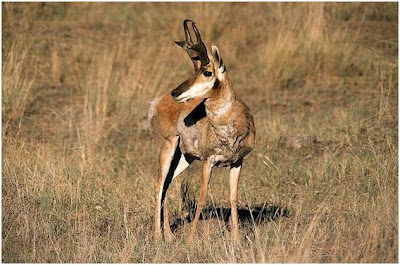 pronghorn antilobu